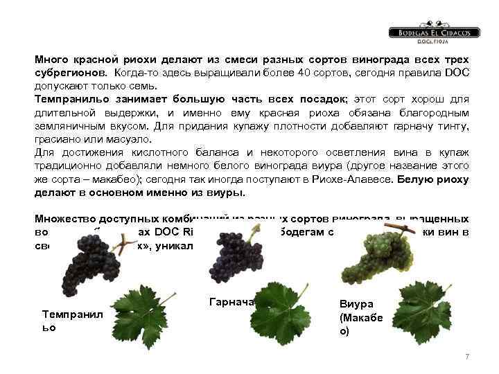 Сорт винограда гарнача: описание и характеристика, вкус, посадка и уход, советы