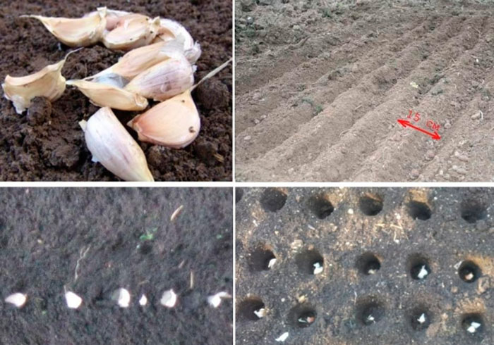 Выращивание чеснока в открытом грунте: советы и правила