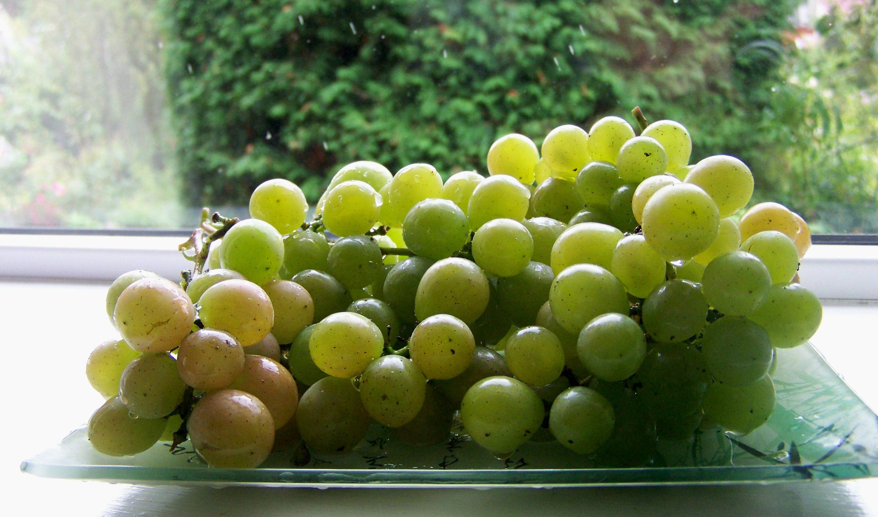 Стойкий к болезням виноград с большим генетическим потенциалом — сорт русбол