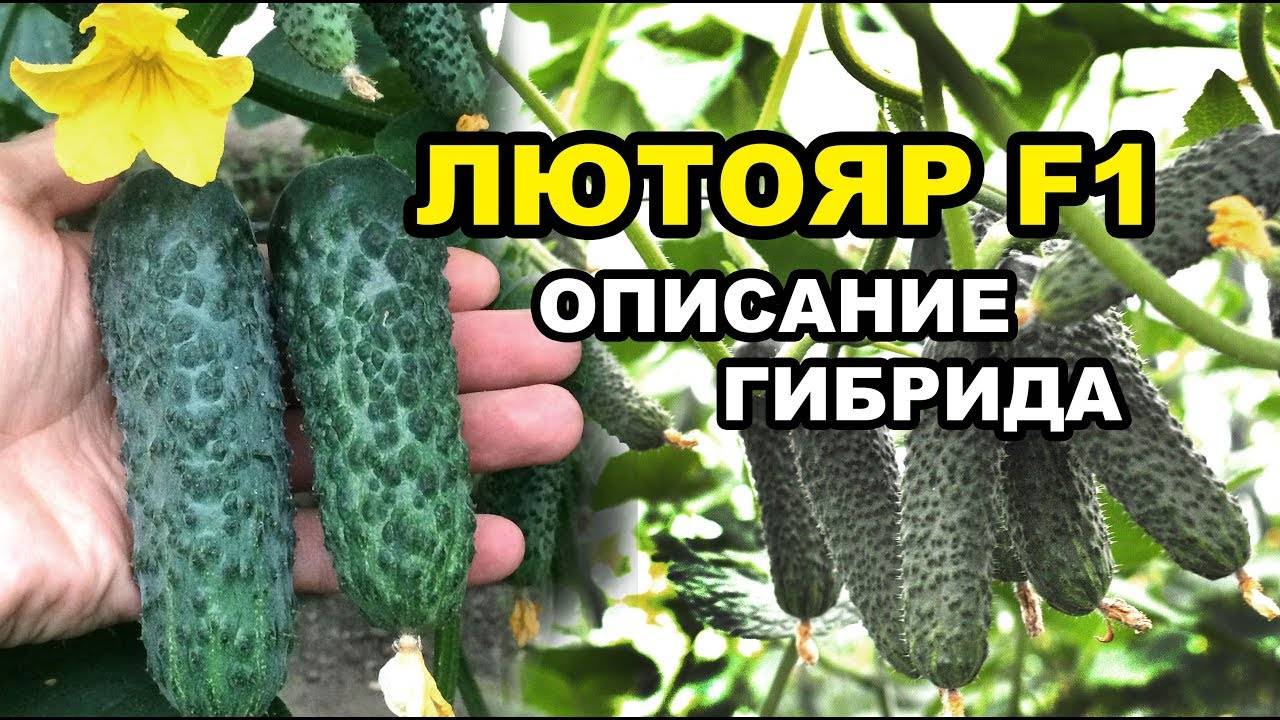 Огурец лютояр f1: отзывы и описание сорта, технология выращивания, уход и урожайность