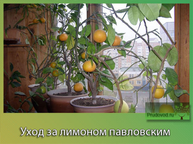 Павловский лимон: описание сорта, посадка и уход в домашних условиях с фото