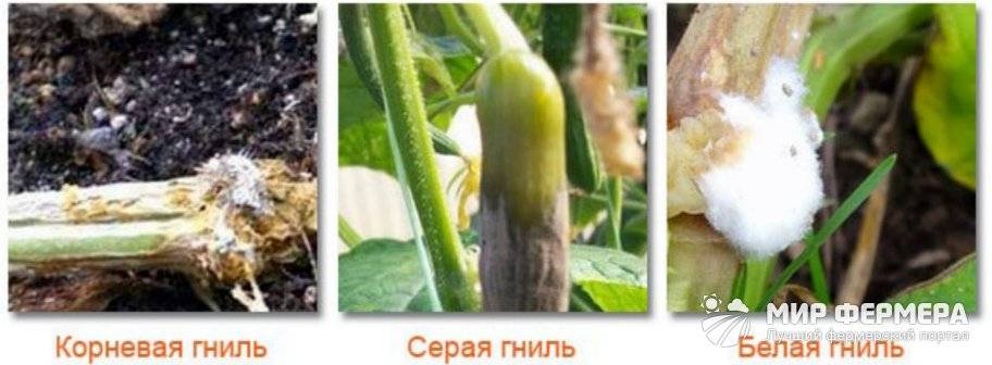 Выращивание кабачков в теплице ?: характеристики, уход и лучшие сотра | qlumba.com