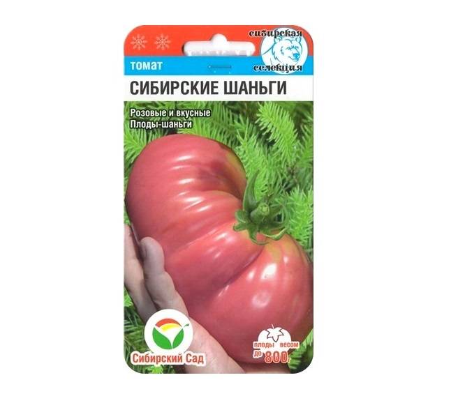Описание гигантских томатов Сибирские шаньги и рекомендации по выращиванию сорта