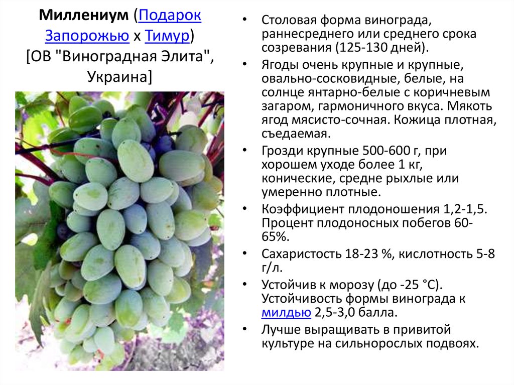 Сорт винограда ливия: фото, отзывы, описание, характеристики.