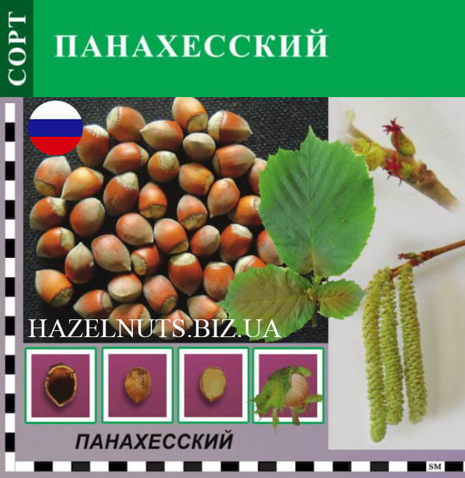 Фундук (лещина) - как вырастить орех: сорта, посадка, уход, размножение | огородникам инфо