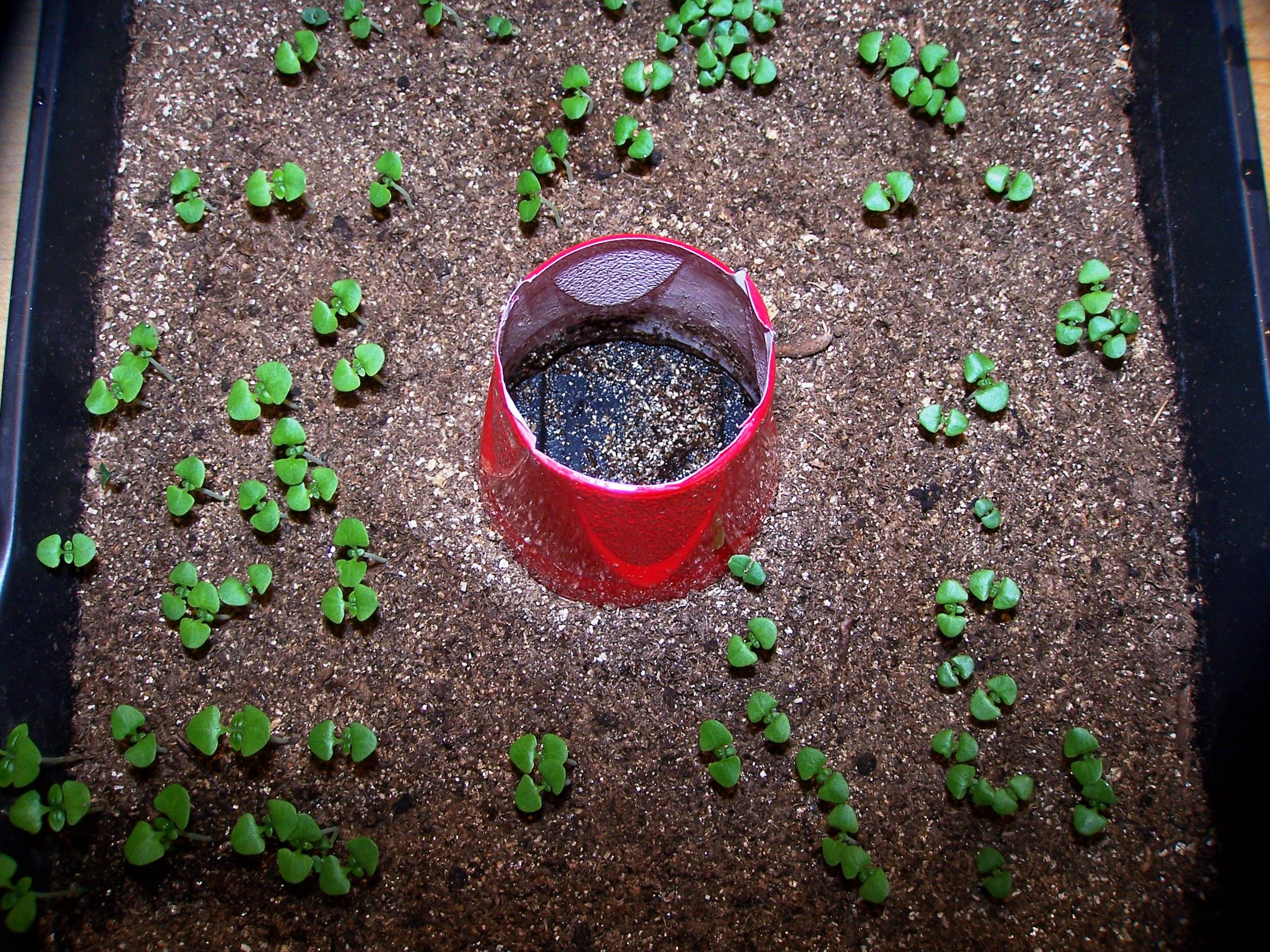 Выращивание черники в домашних условиях: как выращивать ягоду круглый год дома на подоконнике - из семени или саженца, посадка и уход