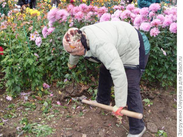 Все о пересадке хризантем: когда пересаживать и как правильно это сделать