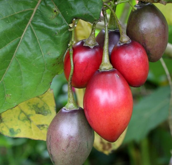 Что такое тамарилло и как использовать плоды томатного дерева в кулинарии