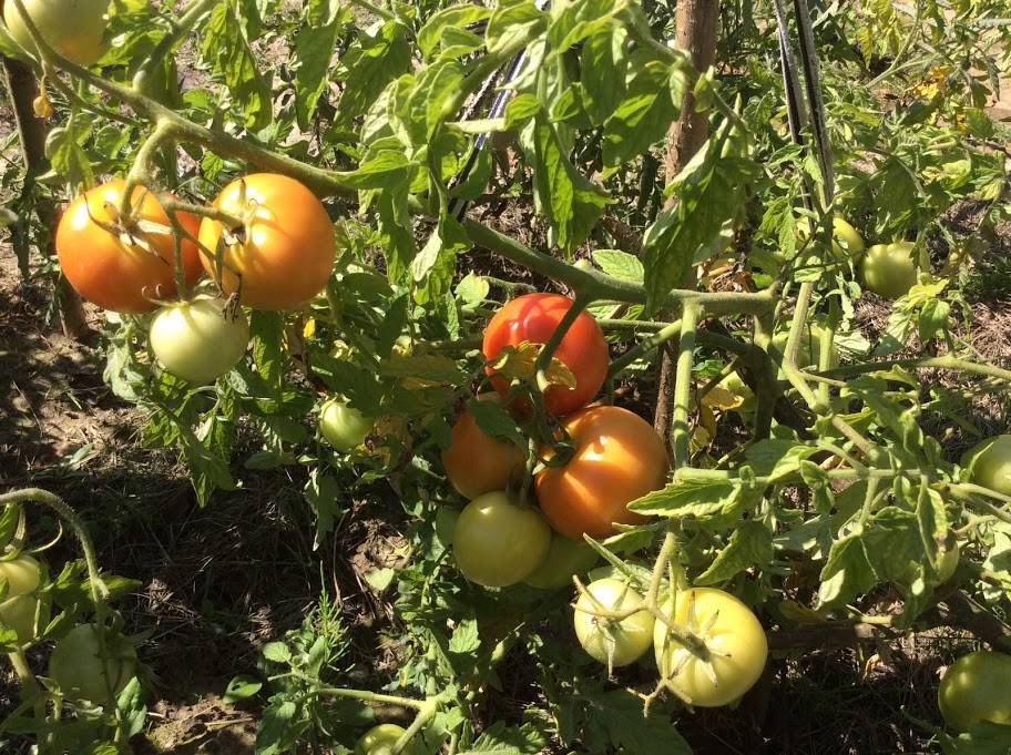 Описание и особенности выращивания томата екатерина f1
