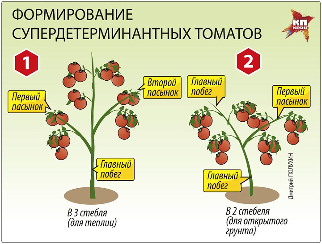 Формирование томатов в 2 стебля в теплице: схема как правильно это делать, стадии и приемы ведения ствола куста