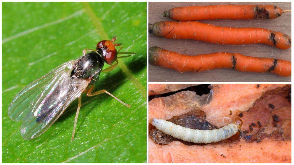 Морковная муха и как с ней бороться