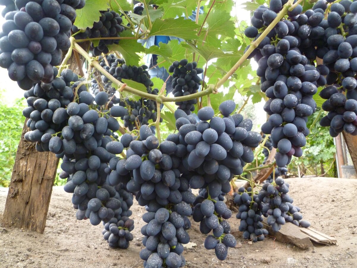 Уникальные особенности винограда сорта кармен