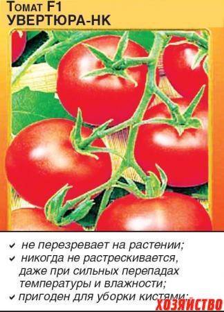 11 томатов голландской селекции для теплиц и открытого грунта – лучшие семена