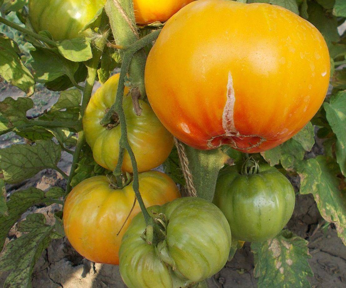 Томат «загадка»: описание сорта, фото и основные характеристики помидора русский фермер
