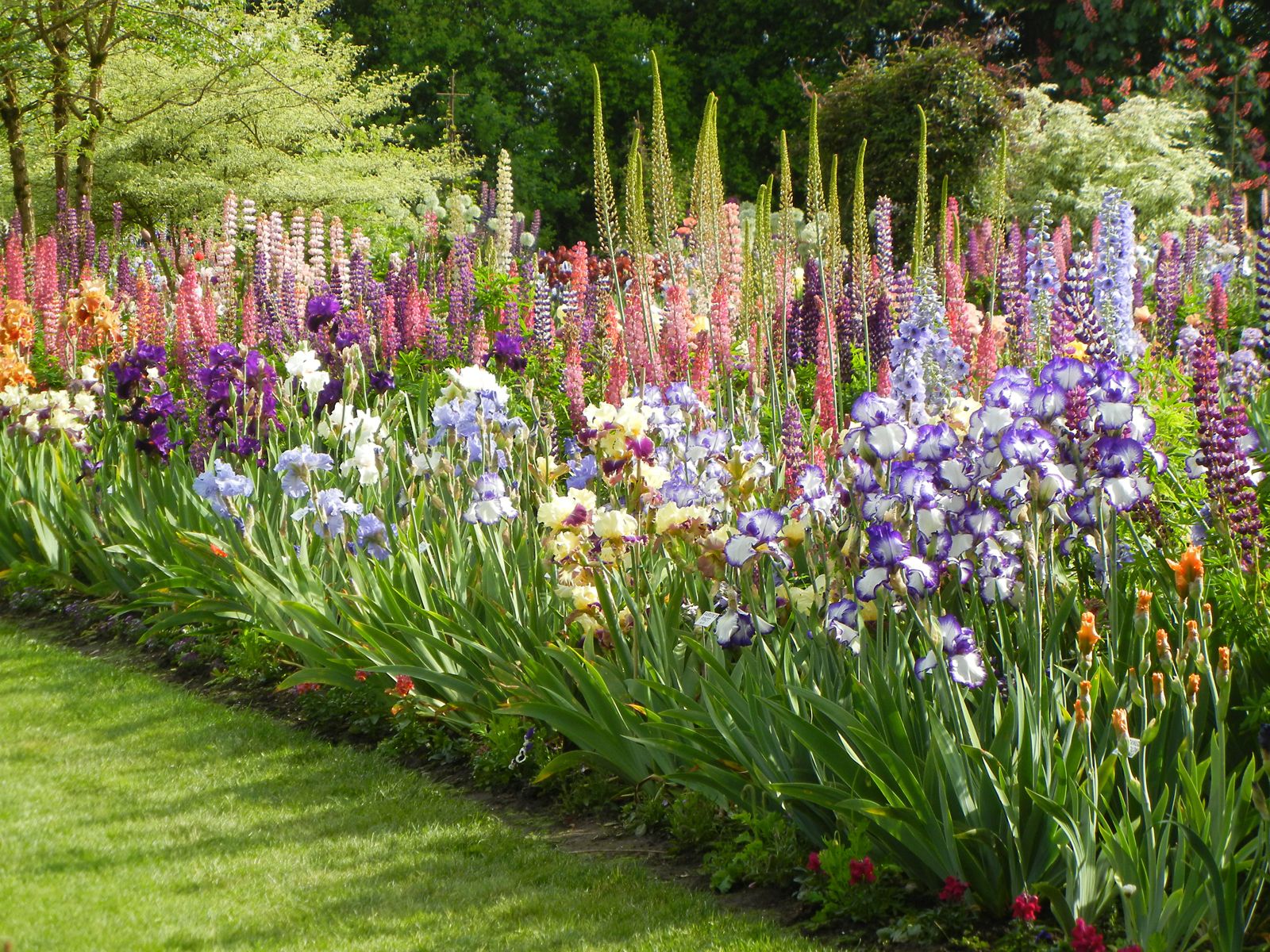 Ирисы в ландшафтном дизайне сада: с какими цветами сочетается, фото, примеры клумб