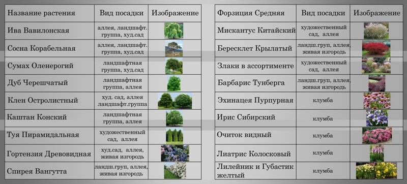 Астра: посадка и уход в открытом грунте, выращивание и сочетание в ландшафтном дизайне, фото, размножение сорта