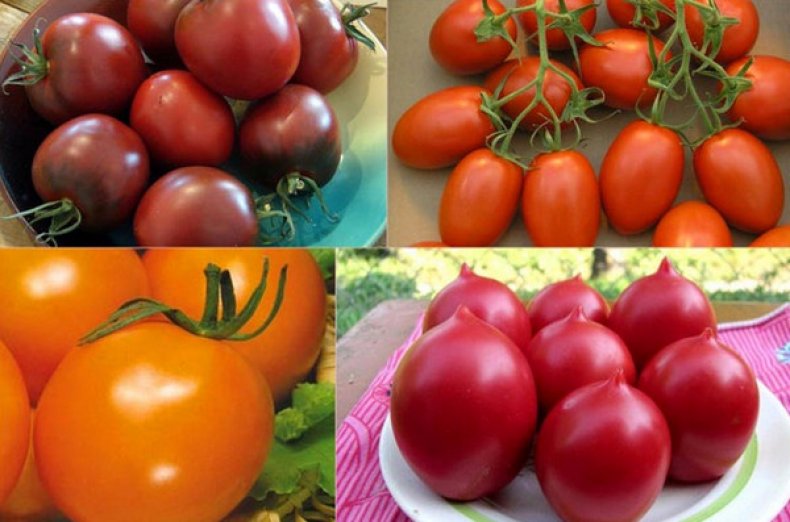 Лучшие сорта томатов для подмосковья для теплиц с фото