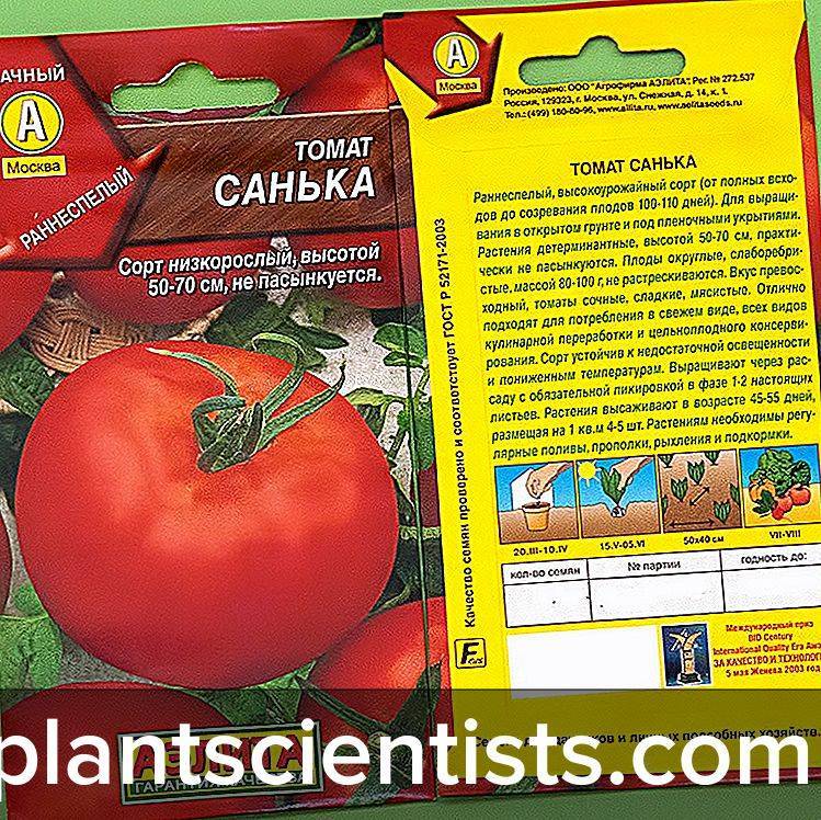 Описание томата мазарини, отзывы и фото, правила выращивания и ухода, урожайность сорта