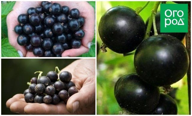 Описание сортов смородины: черная, сладкая, с крупными ягодами, устойчивые к болезням