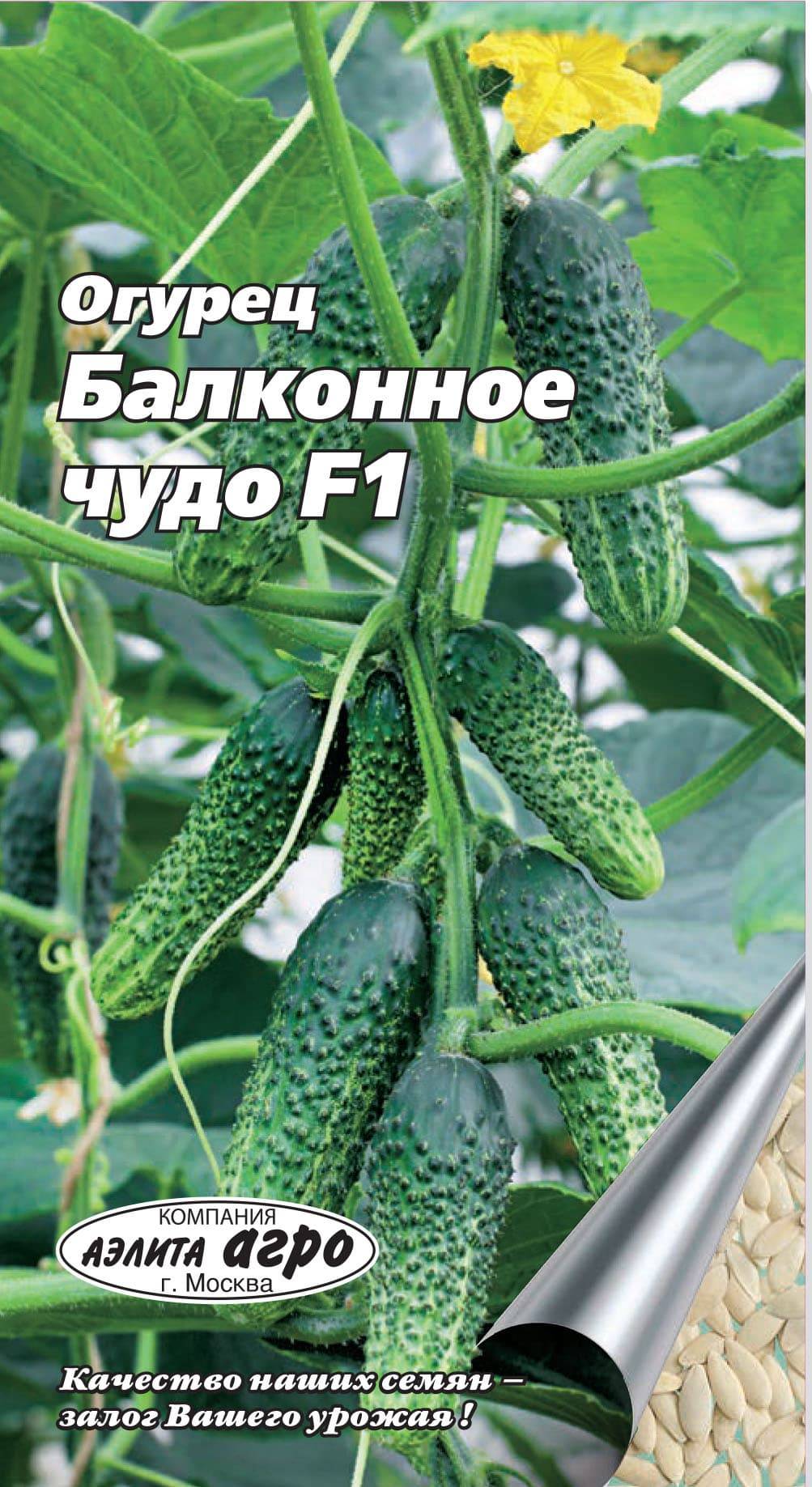 Огурец балконное чудо f1: выращивание, отзывы