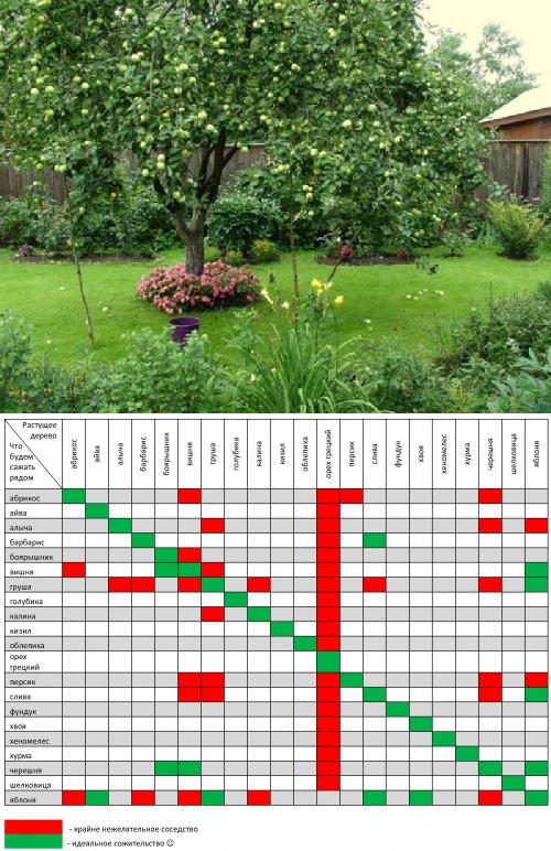 Что посадить рядом с яблоней: хорошие и плохие соседи в саду - etocvetochki.com