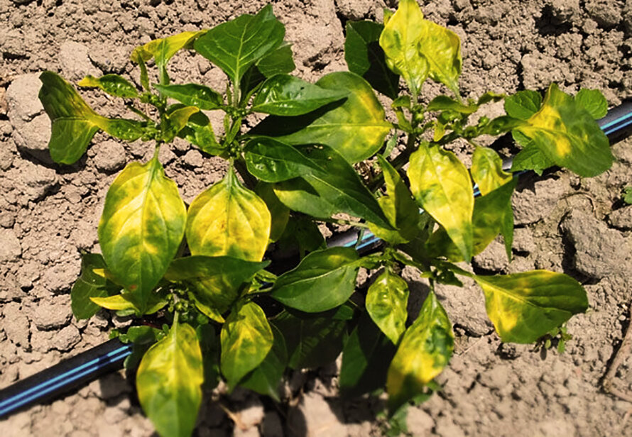 Пятна на листьях рассады перца: причины заболевания, симптомы, способы лечения