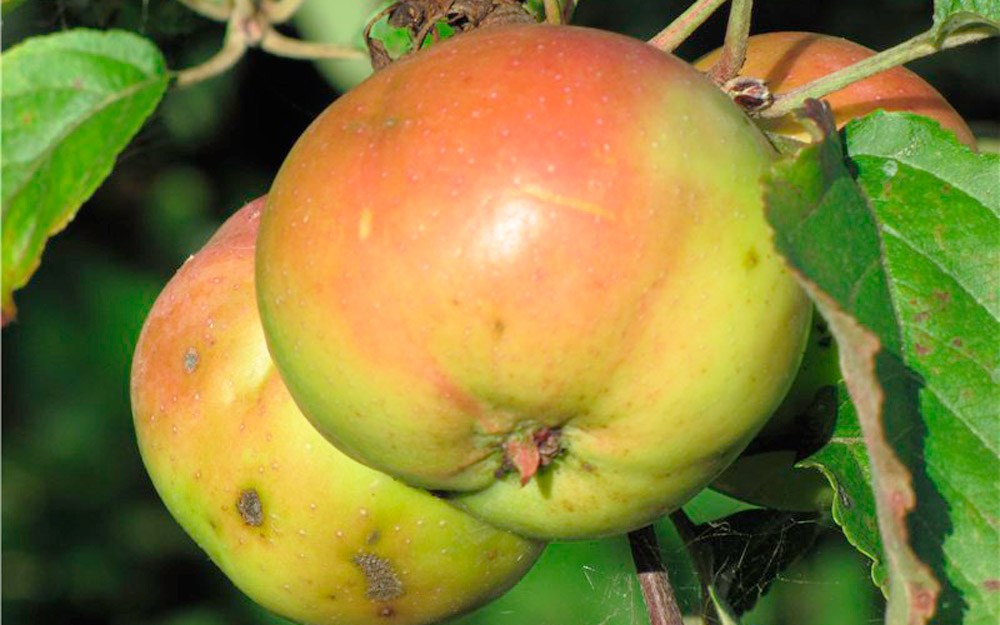 Яблоня аркад: сахарный, желтый, розовый, описание сорта, фото, отзывы | сортовед