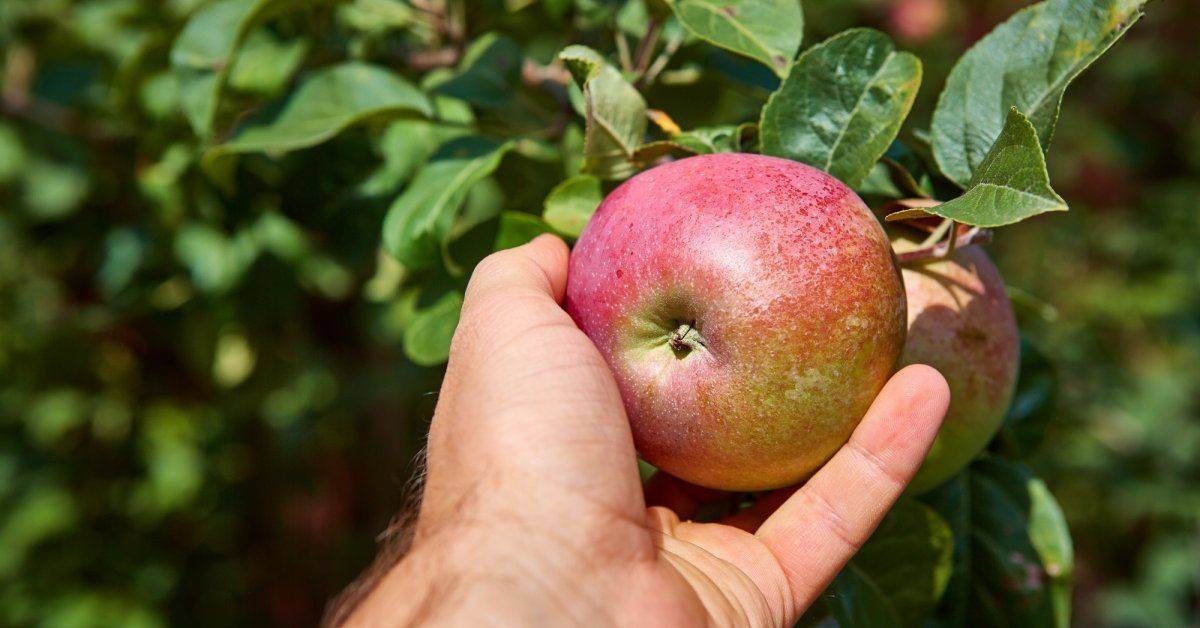 Почему яблони плодоносят через год и как заставить яблоню плодоносить ежегодно