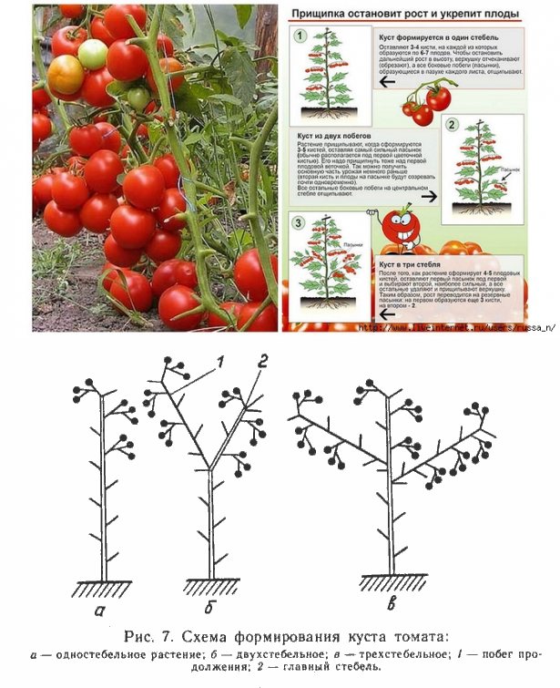 Штамбовые сорта помидоров: что это такое, их описание, особенности выращивания и формирования томатов в открытом грунте