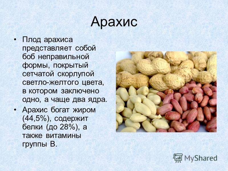 Арахис: это орех, бобовое или нет, к чему относится — к какому семейству, как выглядит такое культурное растение, как называется, кроме земляного орешка, и описание
