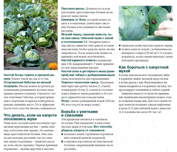 Как и когда удобрять капусту? правила и пошаговые рекомендации: характеристики, свойства, методы