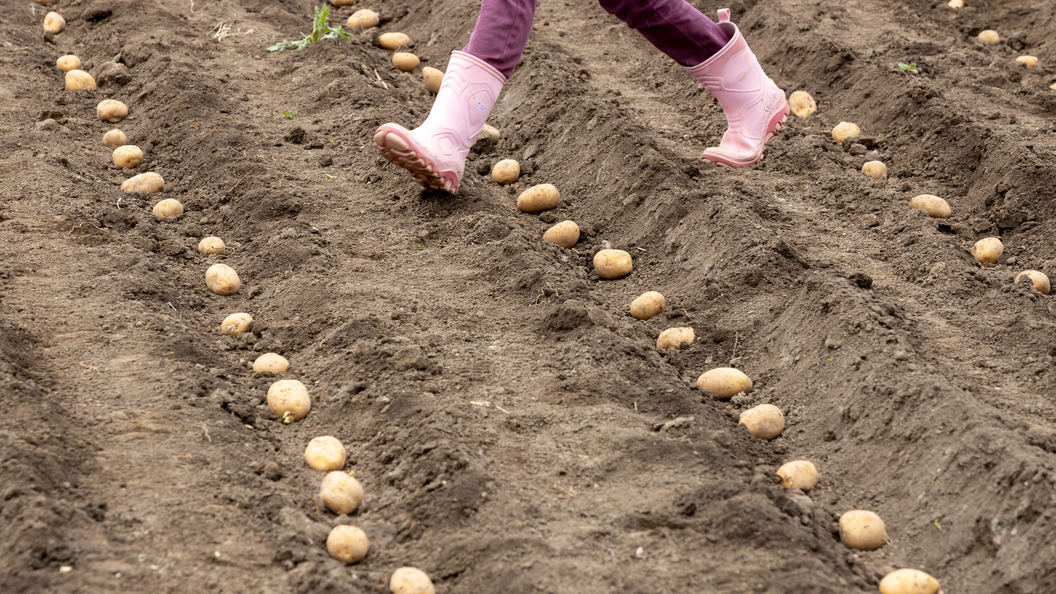 Всё о том, как посадить картофель, чтобы был хороший урожай