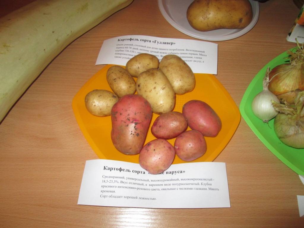 Картофель гулливер: особенности характеристики сорта, плюсы и недостатки, агротехника посадки и ухода, фото