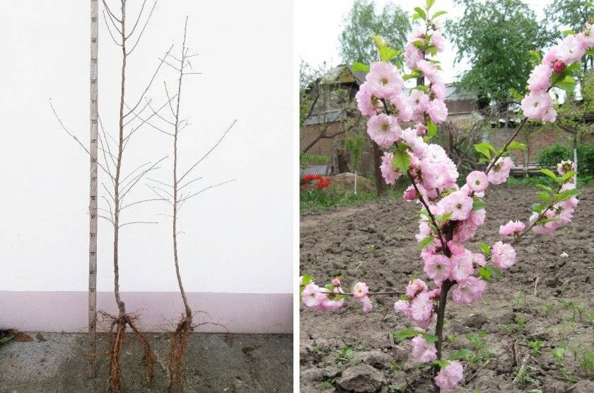 Миндаль из косточки: как вырастить дерево из ореха, где лучше посадить — дома или в огороде, и нюансы выращивания культуры из семян в разных условиях