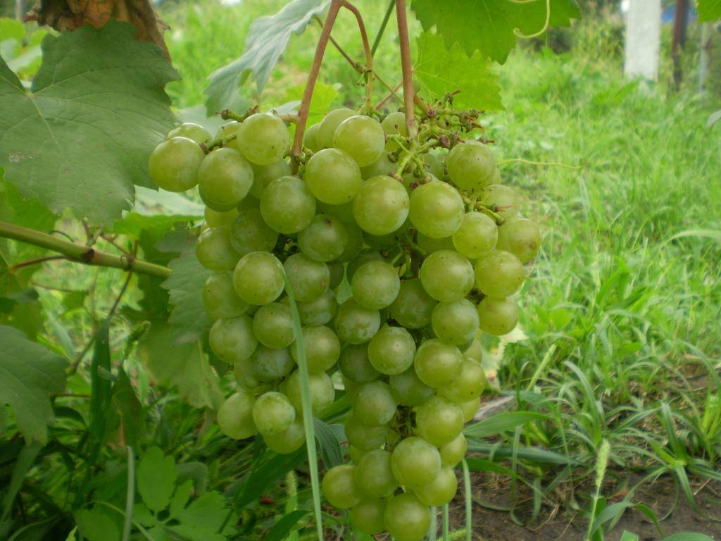 Крепкий парень, устойчивый к болезням — виноград «цитронный магарача»
