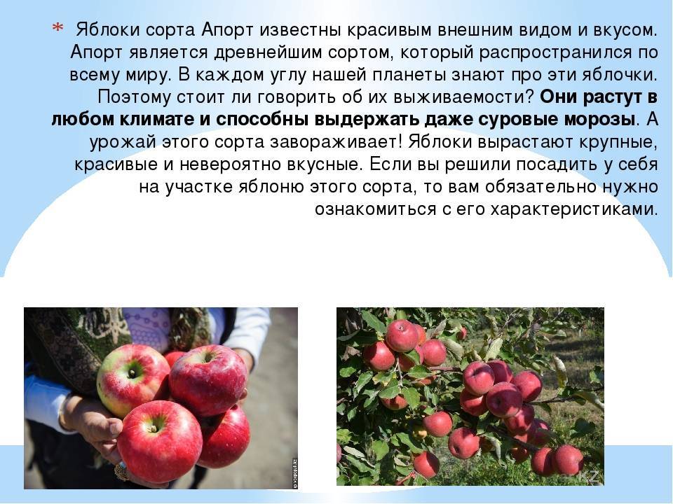 Яблоня сорта спартак, особенности сорта, посадка и уход