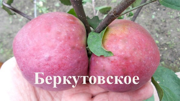 Яблоки универсального назначения — сорт беркутовский