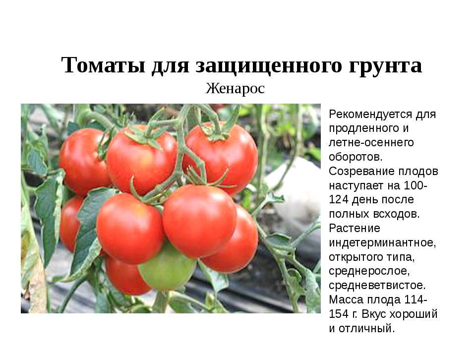 Сорт с деликатесным вкусом — томат ваше величество: описание помидоров и советы дачников