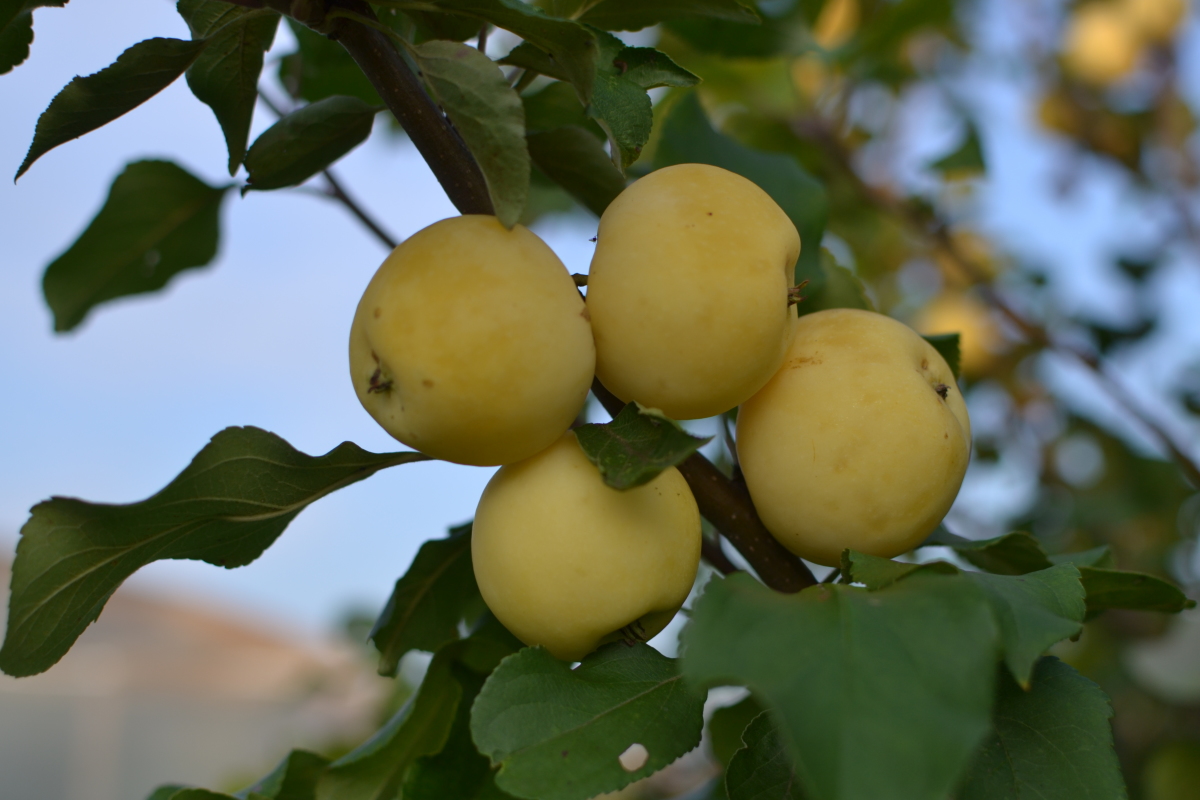 Дивный сорт яблонь с медовым пряным вкусом — уральский наливной