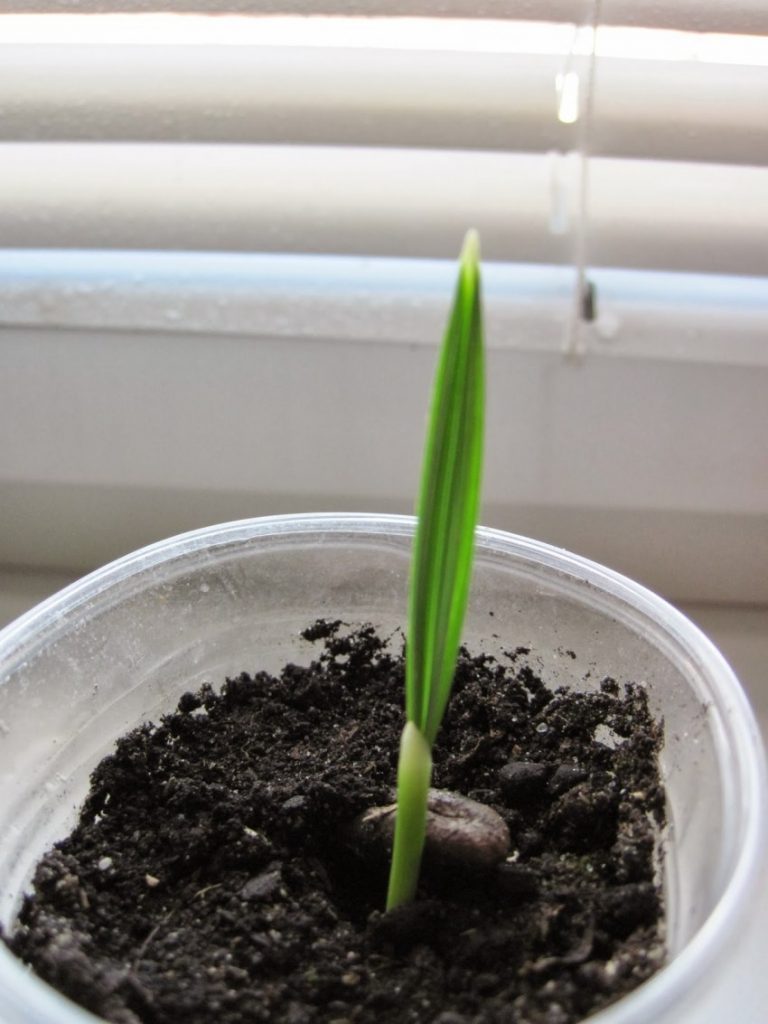 Финиковая пальма: выращивание из косточки в домашних условиях, посадка и уход