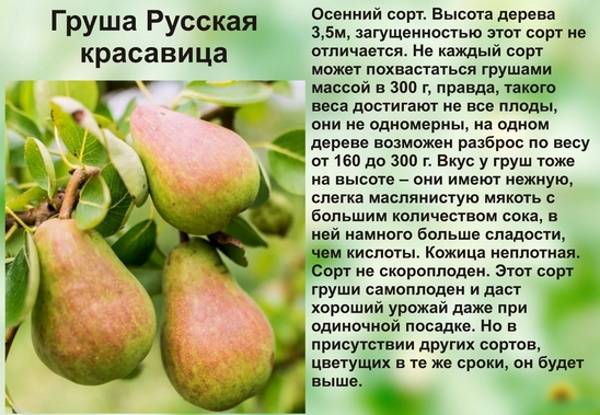 Описание и тонкости выращивания груши сорта Русская красавица