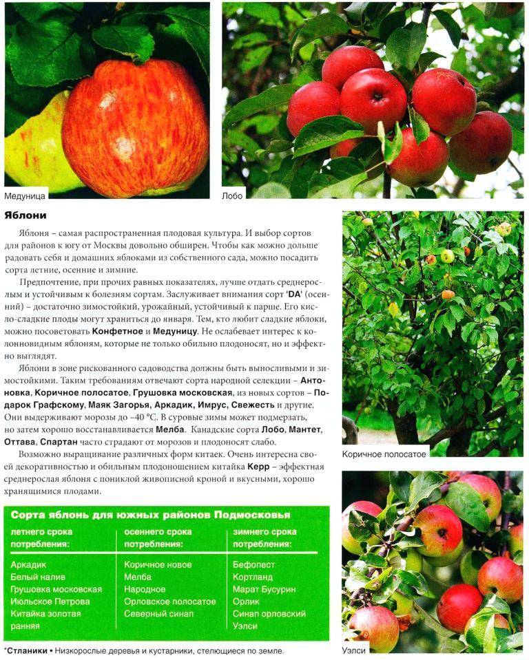 Яблоня аркадик: описание и характеристики сорта, особенности посадки и ухода, фото