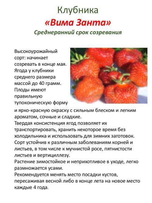 Клубника лорд: описание сорта, фото, отзывы, особенности ягоды