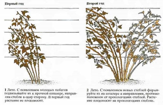 Ежевика торнфри: описание сорта, выращивание и уход, формирование куста