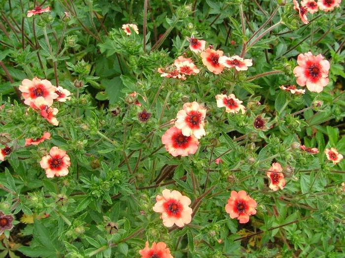 Лапчатка непальская – характеристика растения, выращивание сорта мисс вильмонт