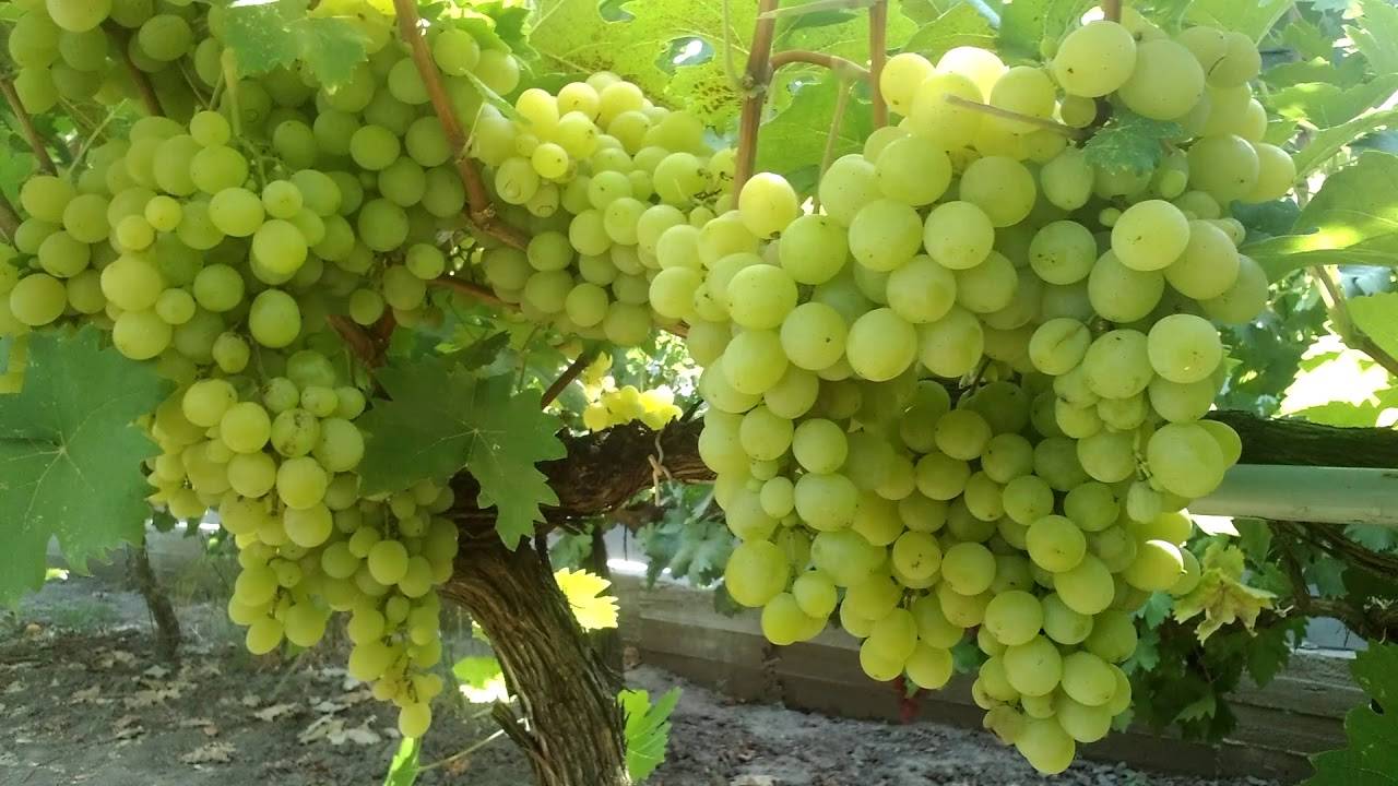 Виноград галбена ноу: описание сорта, фото и отзывы