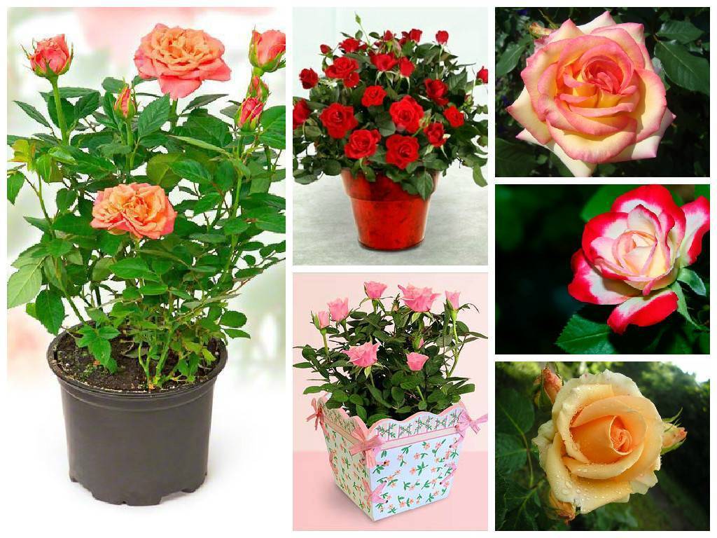 Как вырастить розу дома: уход за розой в домашних условиях