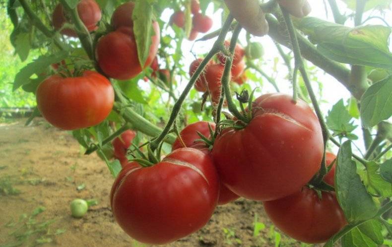 Описание сорта томата мамина любовь, его характеристика и урожайность