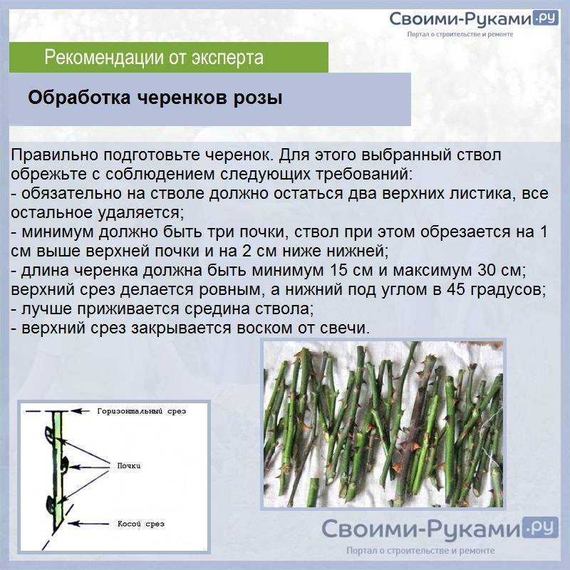 Как из розы из букета вырастить саженец в домашних условиях для начинающих пошагово с фото