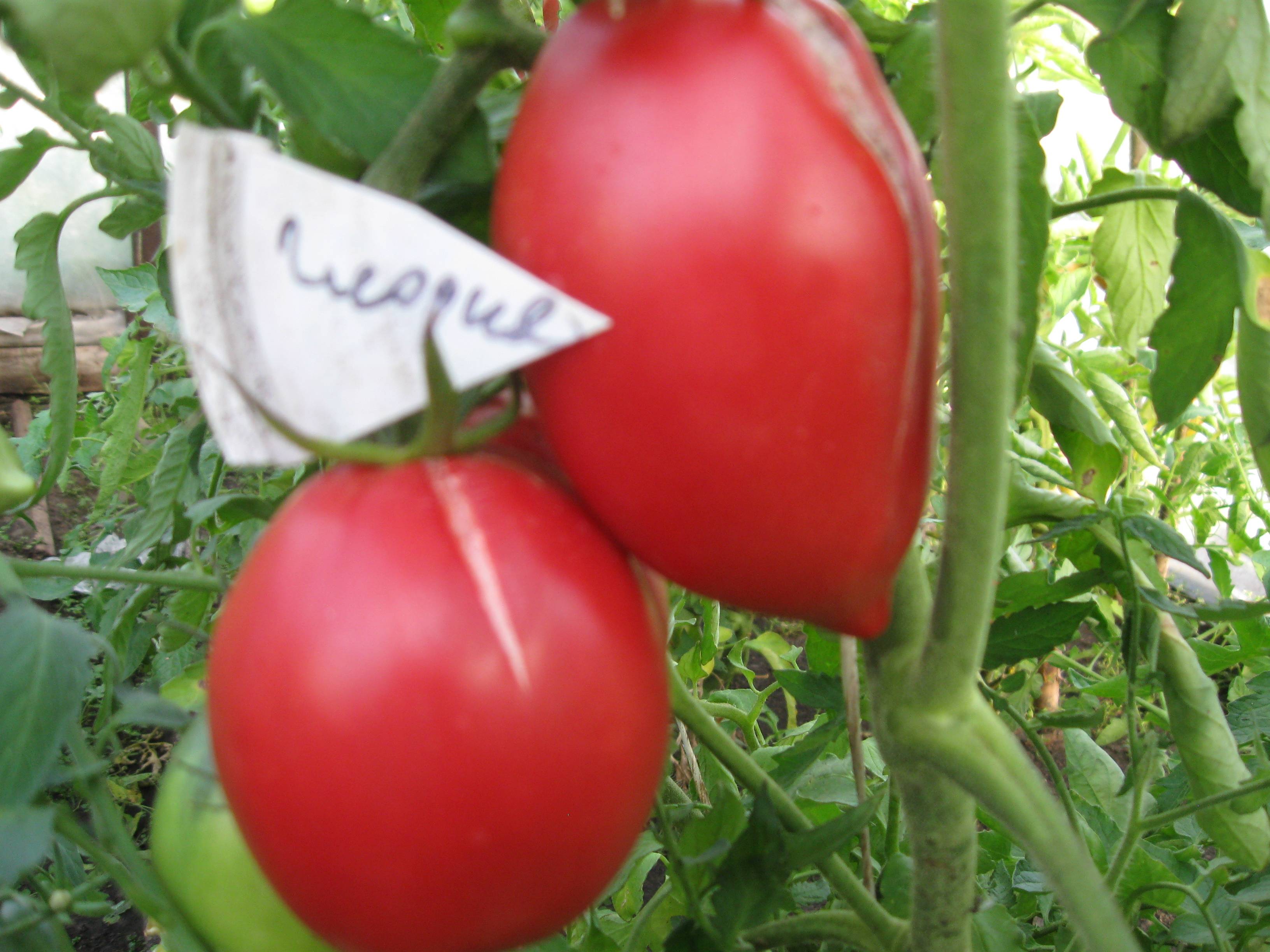 ✅ томат глория — описание сорта, отзывы, урожайность - cvetochki-penza.ru